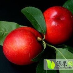 山东冠县中油4号油桃上市价格低