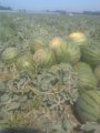 河北高碑店自己种植京欣西瓜已经开始销售了