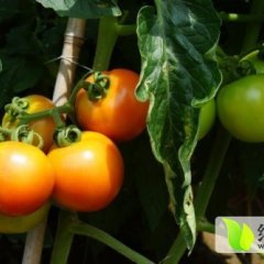 广西靖西农先生罗拉番茄最新价格8--9毛/斤