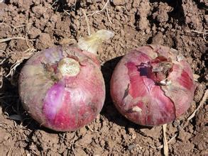河南通许万亩红皮洋葱 外形美观 价格便宜