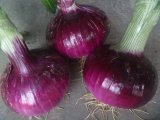 河北定州产地供应紫皮洋葱 价格低