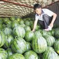 陕西蒲城京欣西瓜货源充足