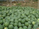 山东安丘京欣西瓜六月十号开始大量上市