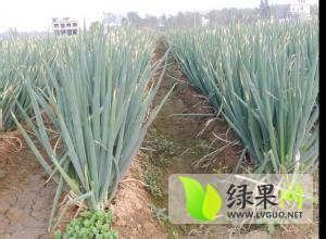 山东安丘产地铁杆大葱 毛葱，净葱均可