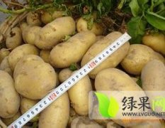 山东高密荷兰十五土豆价格0.5-0.7元/斤
