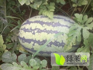 甜王西瓜价格