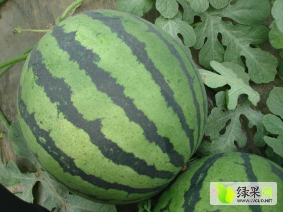 龙卷风价格