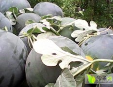 陕西蒲城黑皮无籽西瓜已经大量成熟了
