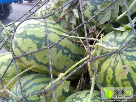 2014年山东东明冠龙价格