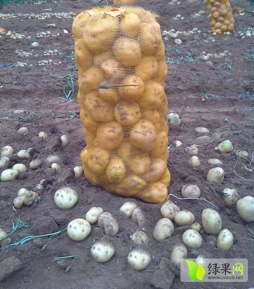 2014年河南通许克新一号价格