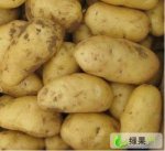 辽宁凌海荷兰十五土豆上市了：质量优价格便宜
