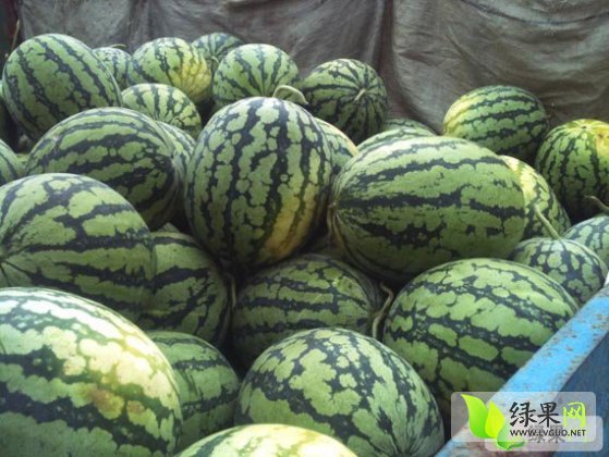 冠龙价格