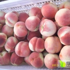 2014山东蒙阴蜜桃6月30日最新报价