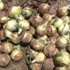 本人常年从事洋葱经营10余年