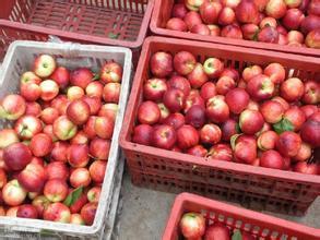 安徽砀山双喜红/3-45油桃