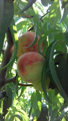 河北饶阳苹果桃6月下旬成熟