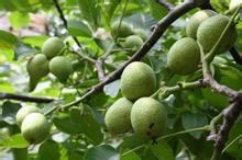 2014年陕西大荔青皮核桃价格