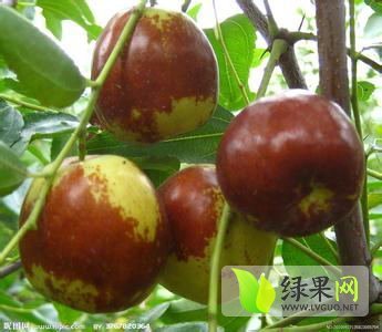 2014年陕西大荔沾化冬枣价格