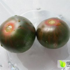 陕西富平京丹1号：莲湖大贺焕银