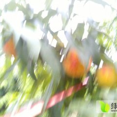 安徽砀山黄桃开始上市