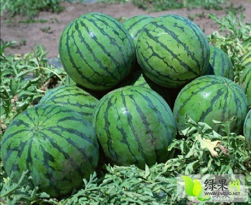 2014年河北大城京欣价格