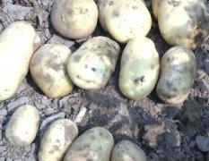 山东惠民荷兰十五土豆 品质好耐储运