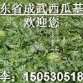成武县 弓棚西 已做好十二分准等待您，欢迎考察！