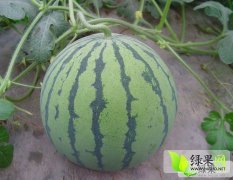 安徽砀山京欣西瓜8成熟价格9.5～1.05元/斤
