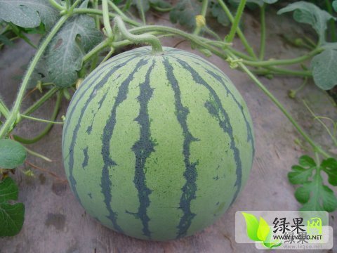 2014年安徽砀山京欣价格