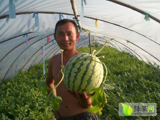 8424西瓜价格