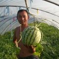 河南罗山8424西瓜：高店乡陈学胜