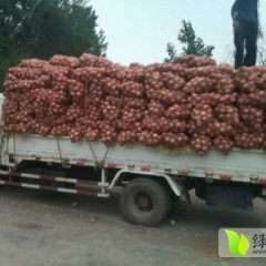 山东安丘黄皮洋葱现在上市了 价格合适