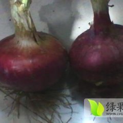 山东惠民红皮洋葱上市 今日价格0.2元/斤