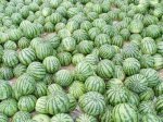 江苏睢宁8424西瓜：魏集镇夏辉
