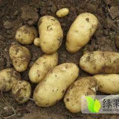山东滕州荷兰七号土豆开始收获