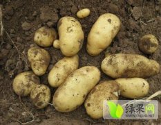 山东滕州荷兰七号土豆开始收获