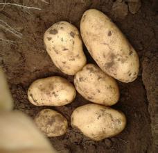 辽宁连山 荷兰十五上市