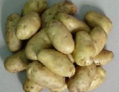 山东安丘露地种植荷兰十五土豆开始上市