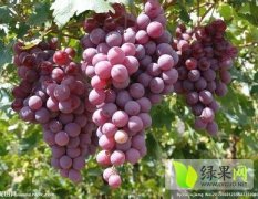 陕西红提葡萄各种葡萄大量供应