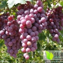 陕西红提葡萄各种葡萄大量供应