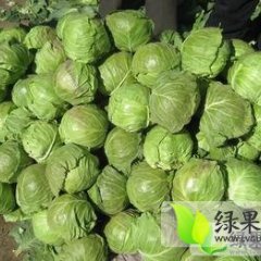 河北东光本人种植400亩中甘21甘蓝正在上市