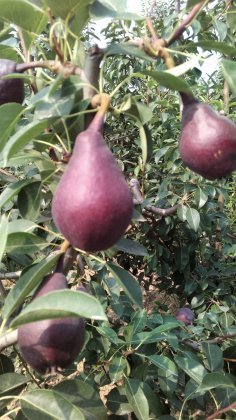 陕西早熟胎里红梨产地旱情导致着色比较亮丽