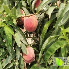 陕西大荔郑三毛桃大量上市