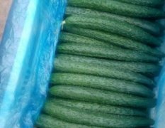 河南博爱中农106黄瓜大量上市了