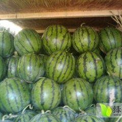 辽宁凌海8424西瓜：小马宋阳