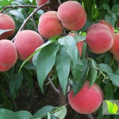 安徽裕安千亩春雪蜜桃上市