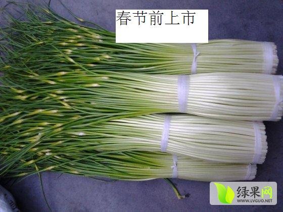 2014年四川德昌早蒜苔价格