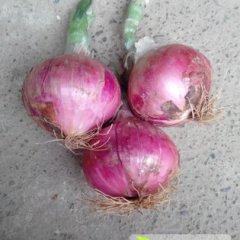 河南汝州红皮洋葱已于近期大量上市