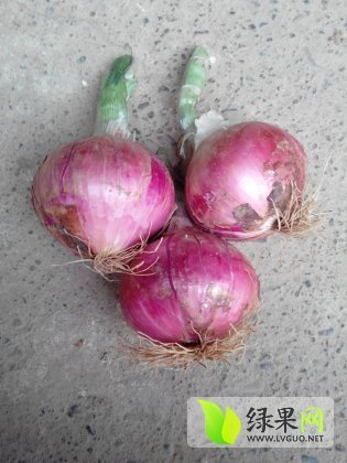 2014年河南汝州红皮洋葱价格
