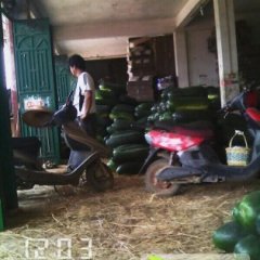 广西西乡塘子弹头黑皮冬瓜：坛洛镇小如